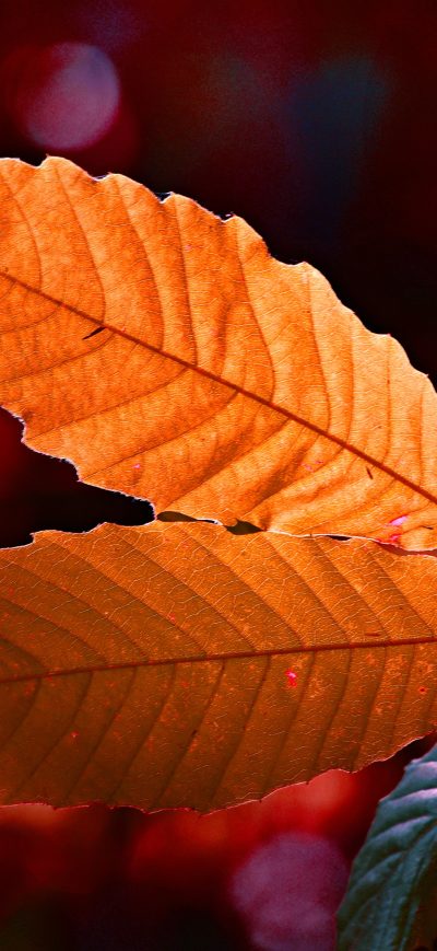 Fond d'écran iPhone Autumn Colour Leaf 5k