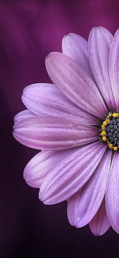 Fond d'écran Purple Daisy Flower sur iPhone