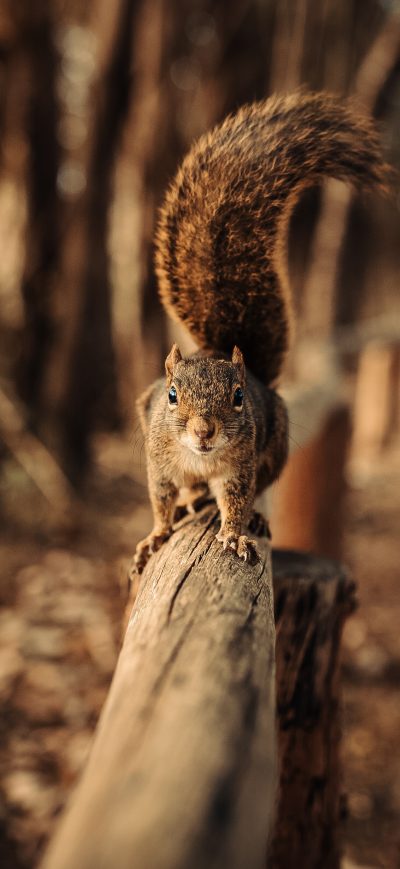 Fond d'écran iPhone Squirrel Walking On Fence 5k