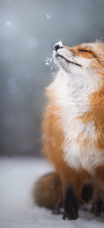 Fond d'écran iPhone Fox Enjoying Snowfall