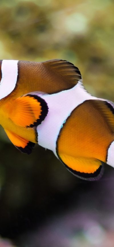 Fond d'écran iPhone Clownfish