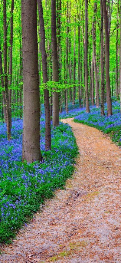 Fond d'écran iPhone Belgium Forest Bluebells