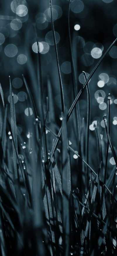 Fond d'écran iPhone Dew Drops On Grass