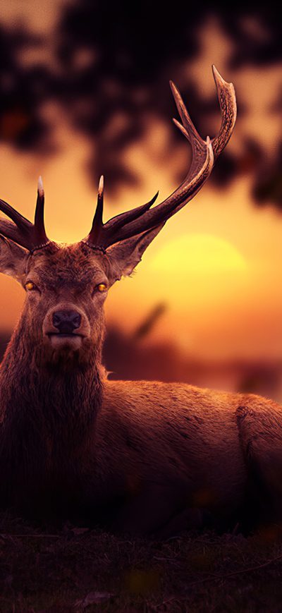 Fond d'écran iPhone Reindeer Morning 4k