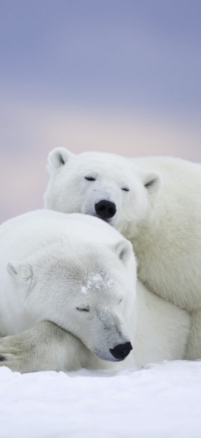 Fond d'écran iPhone Polar Bears Cold Snow