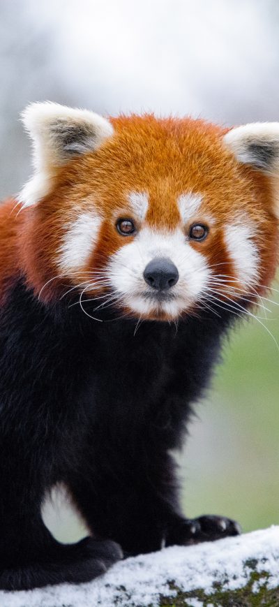 Fond d'écran iPhone Red Panda 5k