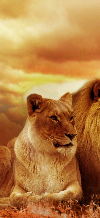 Fond d'écran iPhone African Lion And Lioness