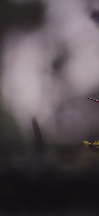 Fond d'écran iPhone Humming Bird Sitting Down