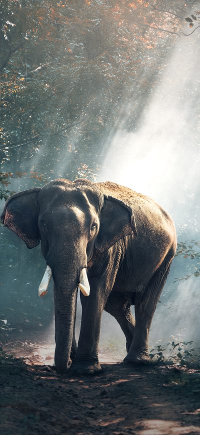 Fond d'écran iPhone Elephant