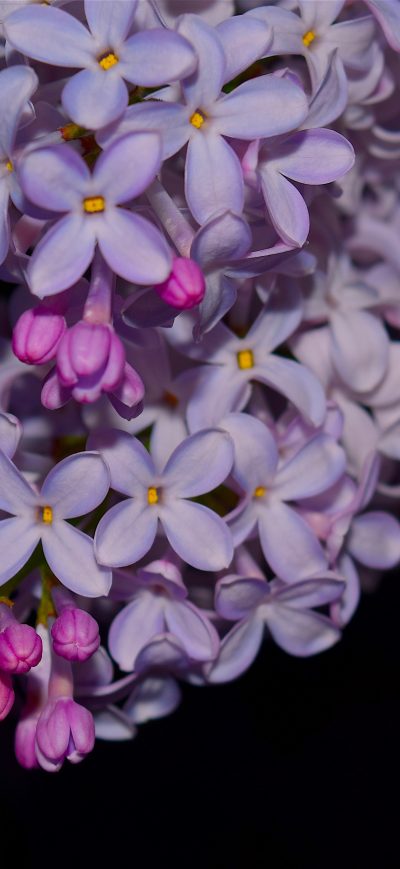 Fond d'écran iPhone Lilac Flowers