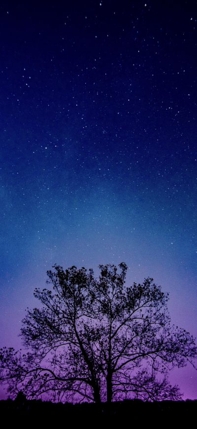 Fond d'écran iPhone Tree Galaxy Sky 8k