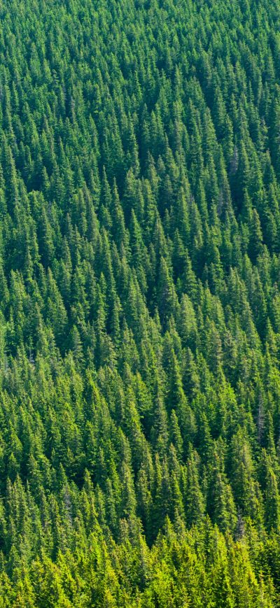 Fond d'écran iPhone Aerial View Of Trees 4k