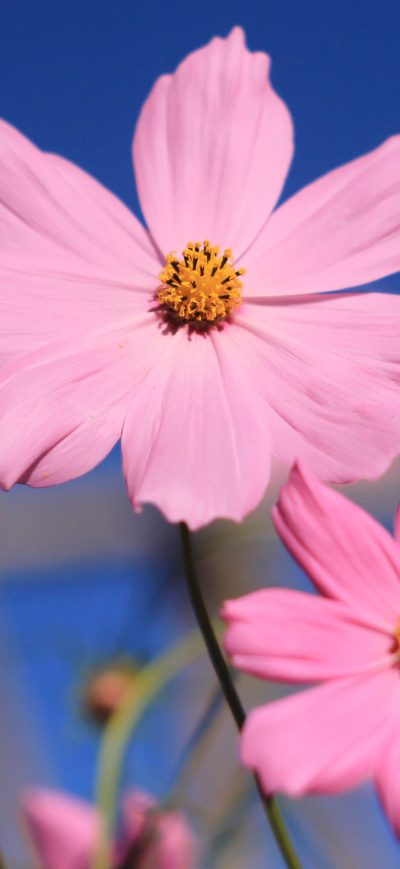 Fond d'écran iPhone Pink Cosmos Flower