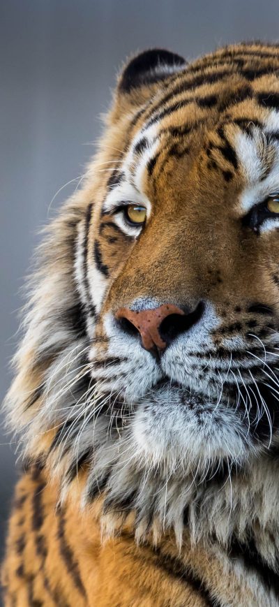 Fond d'écran iPhone Tiger Closeup 4k