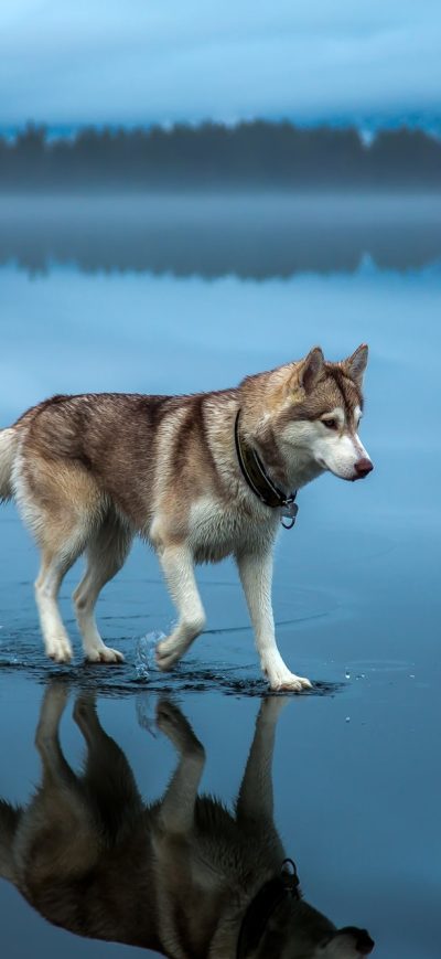 Fond d'écran iPhone Siberian Husky