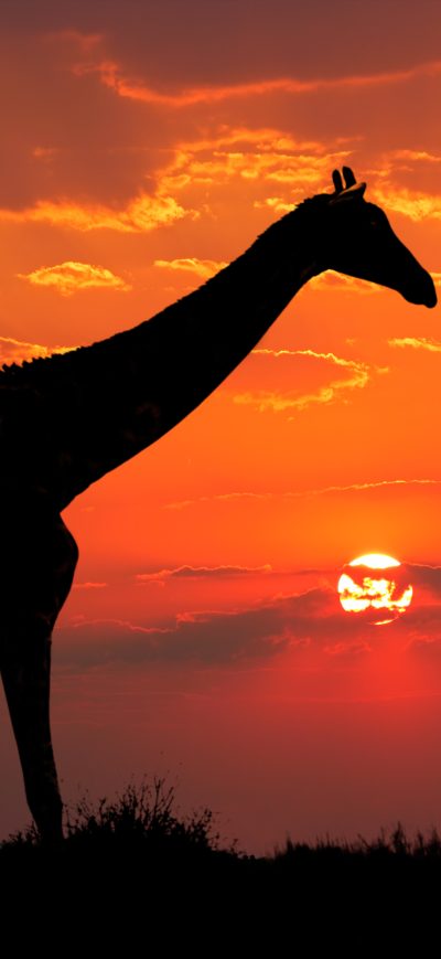 Fond d'écran iPhone Giraffe Silhouette 4k