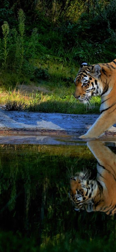 Fond d'écran iPhone Tiger Walking On The Pond Way