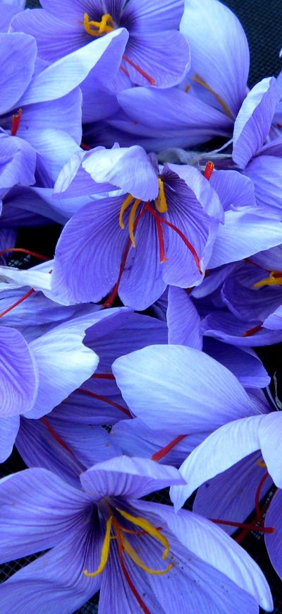 Fond d'écran iPhone Flowers 4k