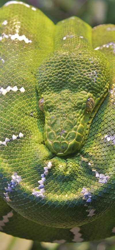 Fond d'écran iPhone Emerald Tree Boa Snake