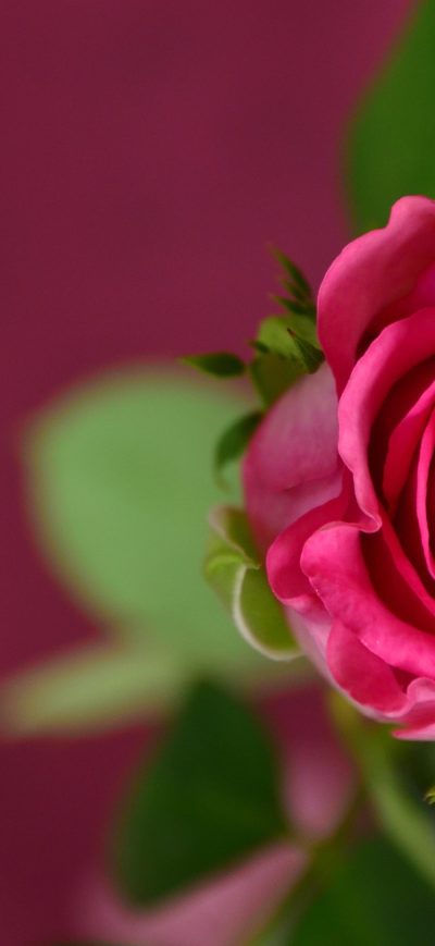 Fond d'écran Rose 4k sur iPhone