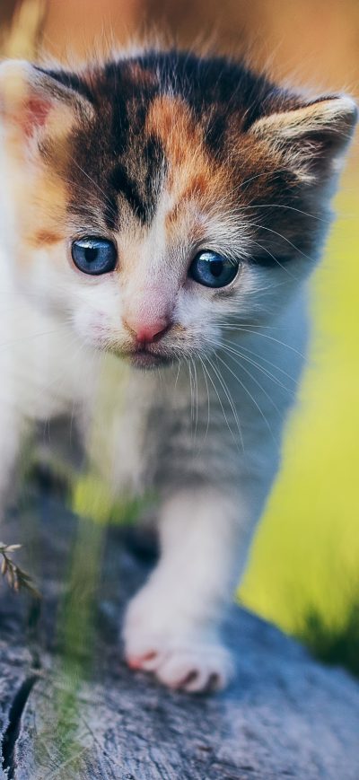 Fond d'écran iPhone Blue Eyes Cat