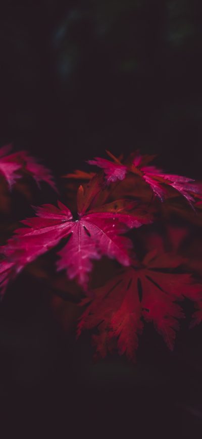 Fond d'écran iPhone Red Leaves 4k