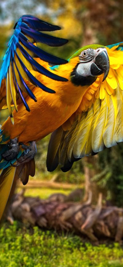 Fond d'écran iPhone Macaw Parrot 5k