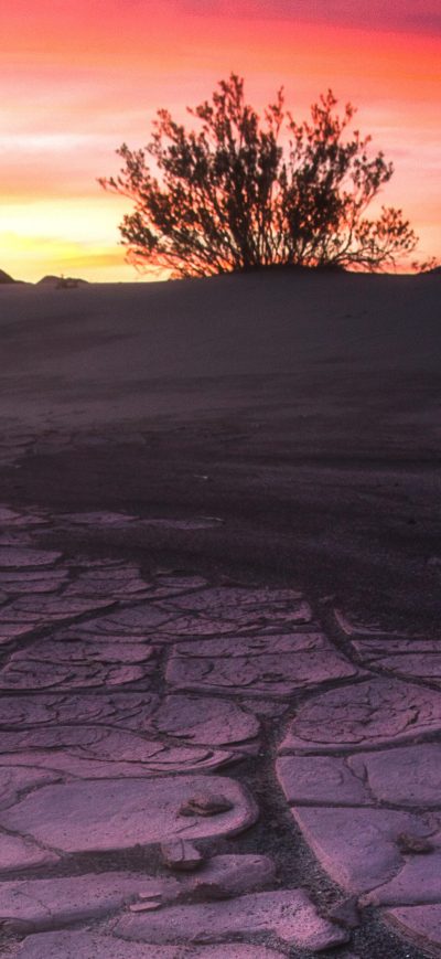Fond d'écran iPhone Death Valley Mud Crack Lone Tree 4k