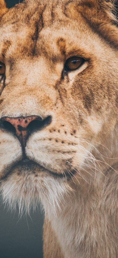 Fond d'écran iPhone Female Lioness 4k