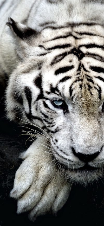 Fond d'écran iPhone Big White Tiger