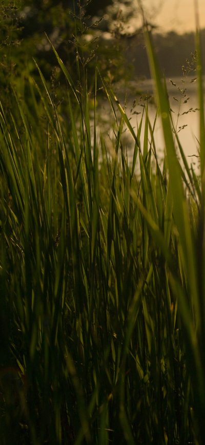 Fond d'écran iPhone Grass 4k Sunset