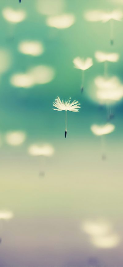 Fond d'écran iPhone Dandelion Flowers Floating 4k