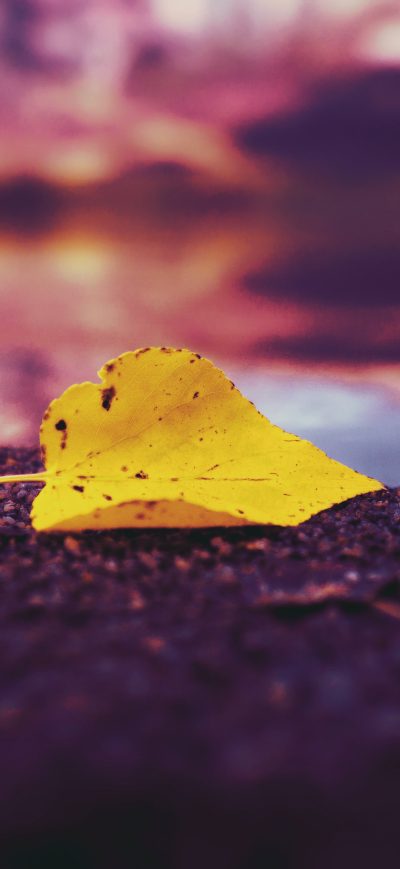 Fond d'écran iPhone Single Autumn Leaf On Lake