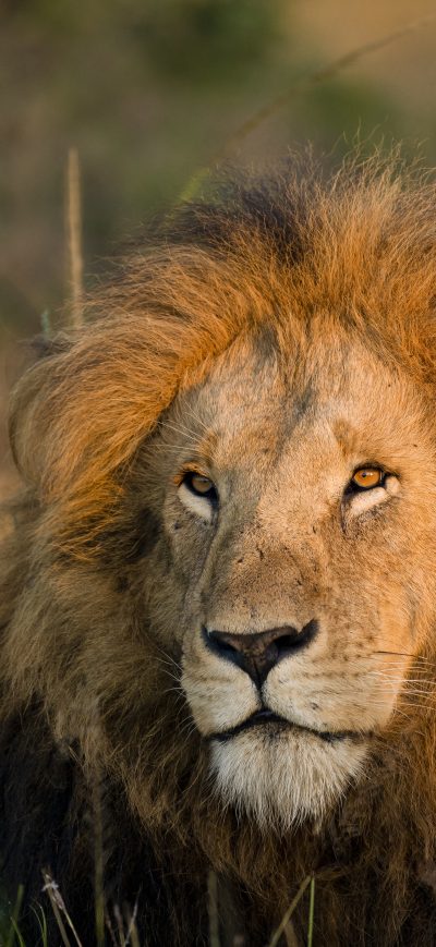 Fond d'écran iPhone Lion Morning Light 5k