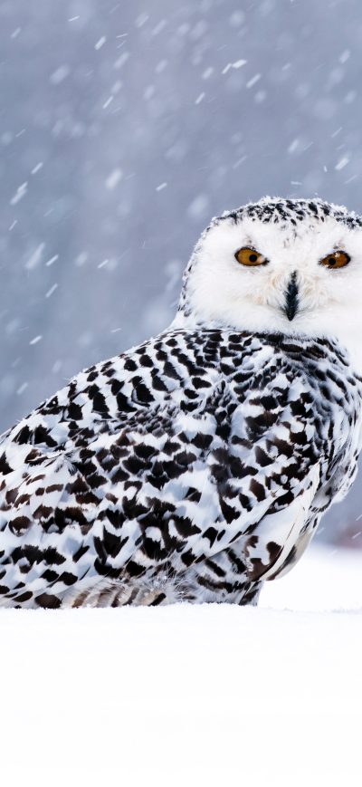 Fond d'écran iPhone White Owl In Snow 5k