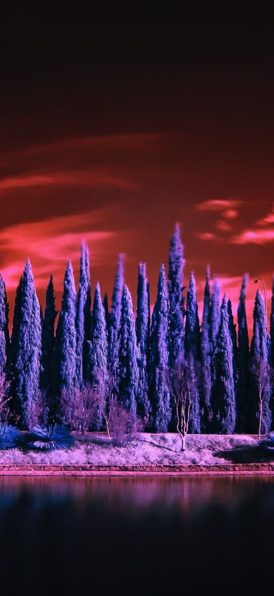 Fond d'écran iPhone Red Sky Under Purple Trees 4k