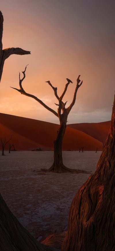 Fond d'écran iPhone Acacia Trees Sand Dunes 4k