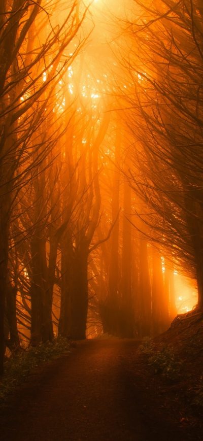 Fond d'écran iPhone Sunlight Path Dark Beautiful Nature Trees
