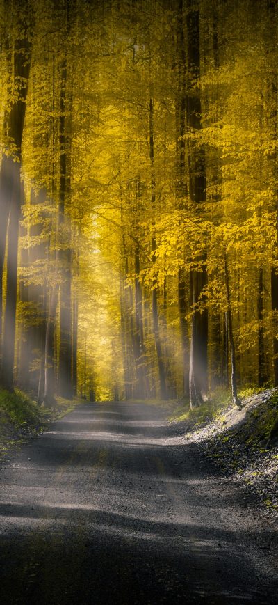 Fond d'écran iPhone Forests Roads Rays Of Light 5k