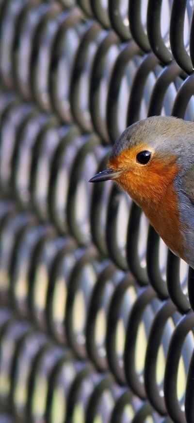 Fond d'écran iPhone Bird Robin