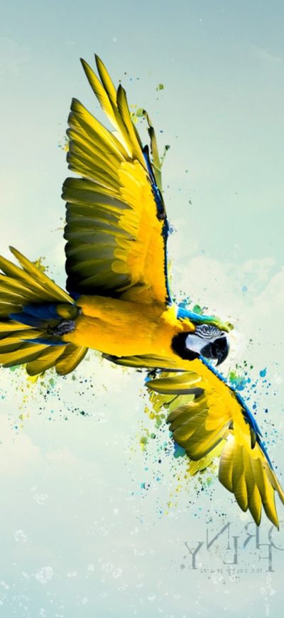 Fond d'écran iPhone Parrot Art
