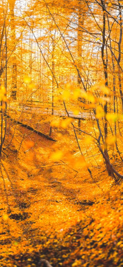 Fond d'écran iPhone Autumn Forest Trees 5k