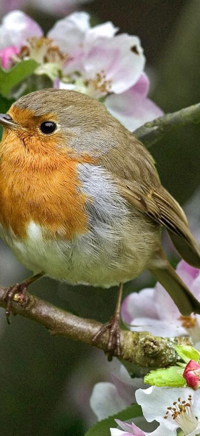 Fond d'écran iPhone Robins Bird