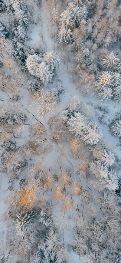 Fond d'écran iPhone Aerial Short Of Cold Forest Snow Trees 4k