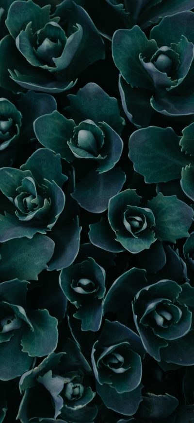 Fond d'écran iPhone Dark Green Plants Abstract 5k