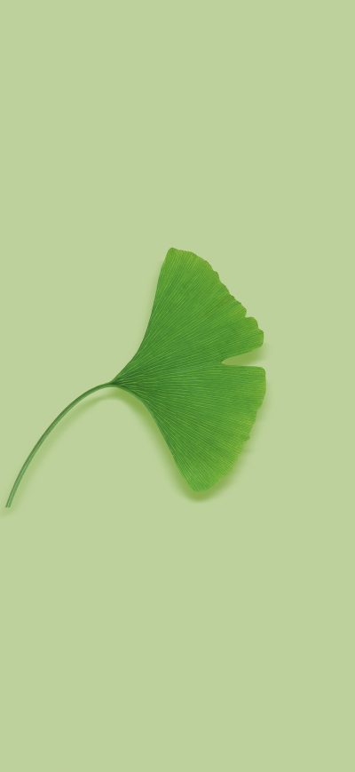 Fond d'écran iPhone Green Leave Minimal 5k