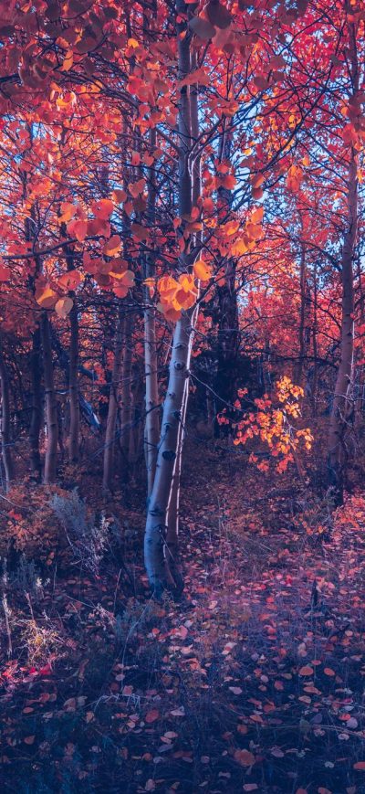 Fond d'écran iPhone Fall Of Autumn Trees