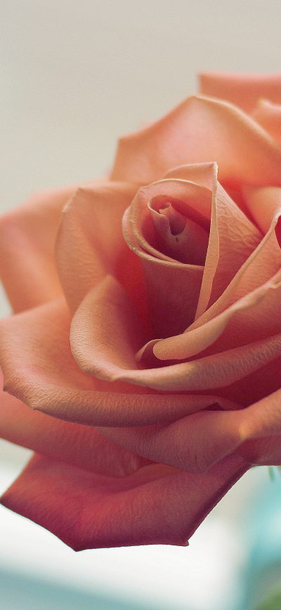 Fond d'écran Pink Rose 5k sur iPhone