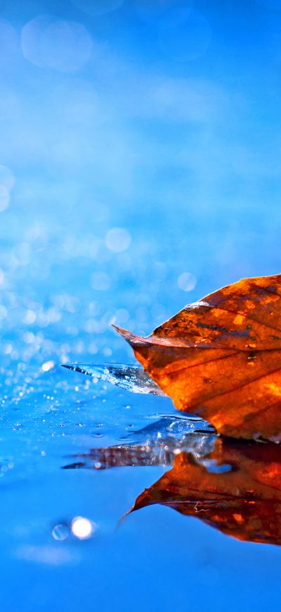 Fond d'écran iPhone Leaf Fall 4k