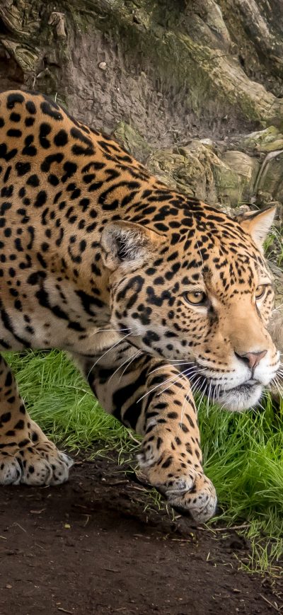 Fond d'écran iPhone Jaguar Animal